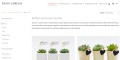 Buy Succulent Plants Online – Sara’s garden
