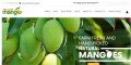 Yellow Mango In Andhra Pradesh | Buy Best Quality Mangoes
