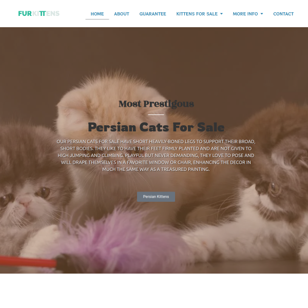 Read more about: Persian kittens for sale near me