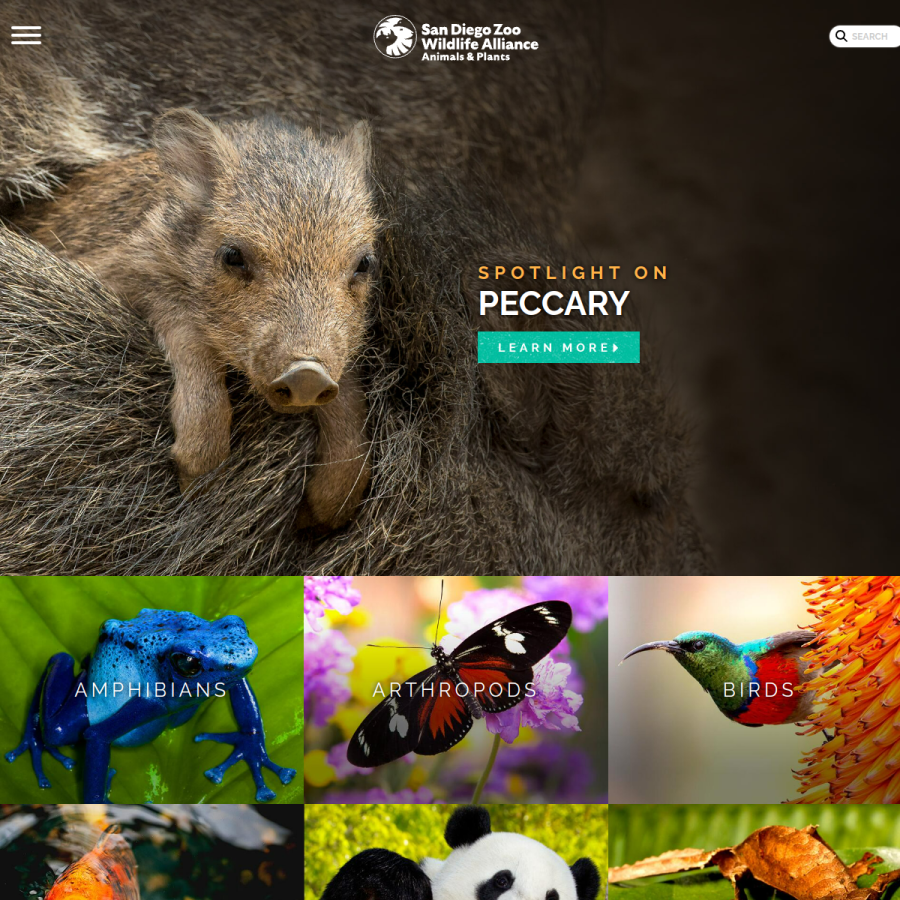 animals.sandiegozoo.org homepage screenshot