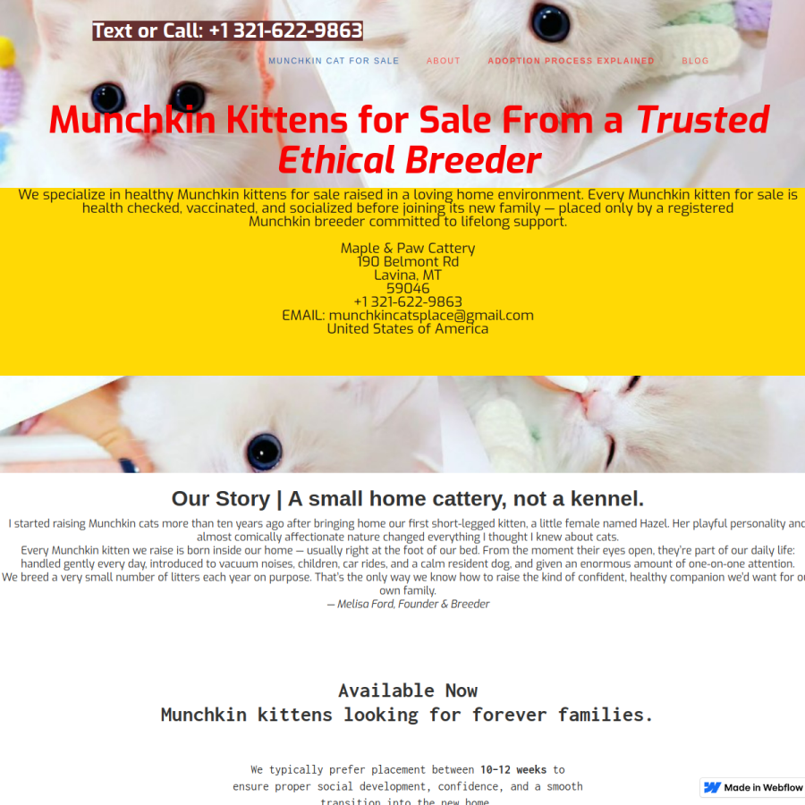 munchkinkittens.webflow.io homepage screenshot