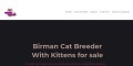 birman cats for sale
