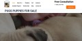 Pug puppies for Adoption | pug puppies for sale near me | pug puppies