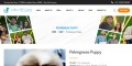 site preview
