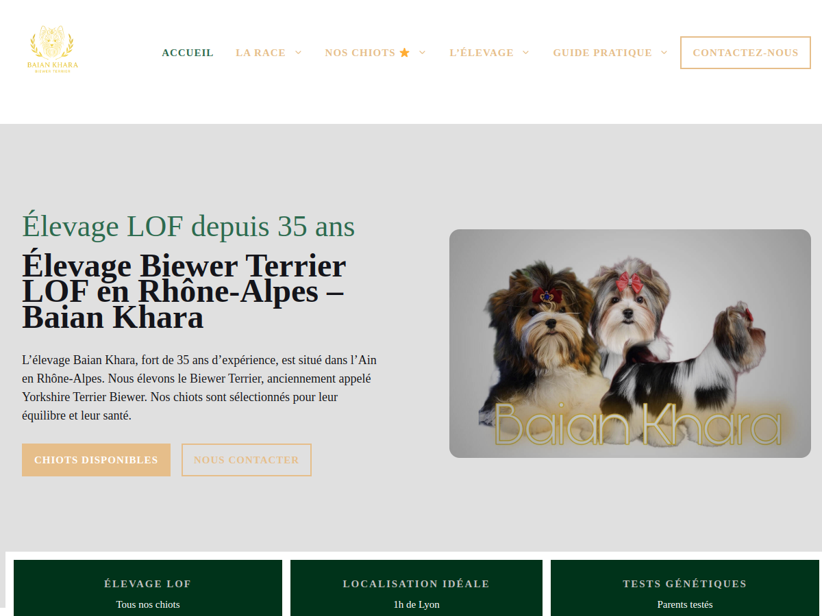 Biewer Terrier — Baïan Khara (biewerterrier.fr)