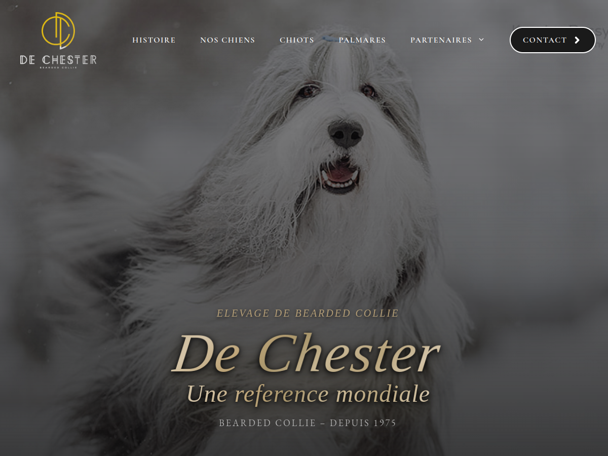 Bearded Collie — De Chester (dechester.fr)