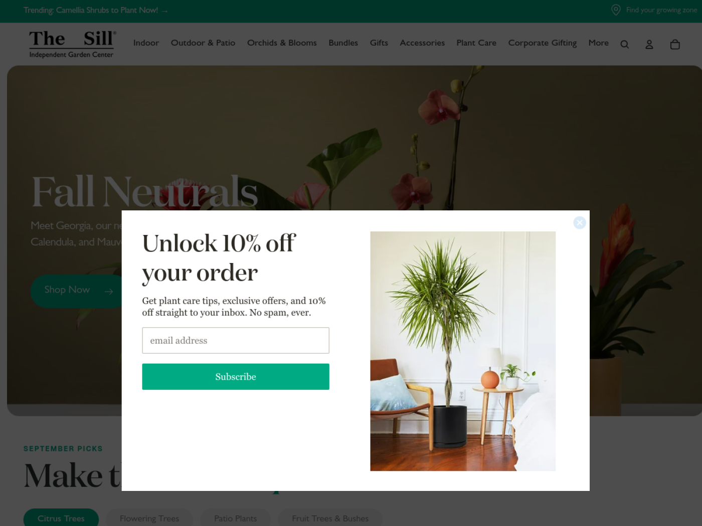 The Sill Shopify plant and planter store homepage