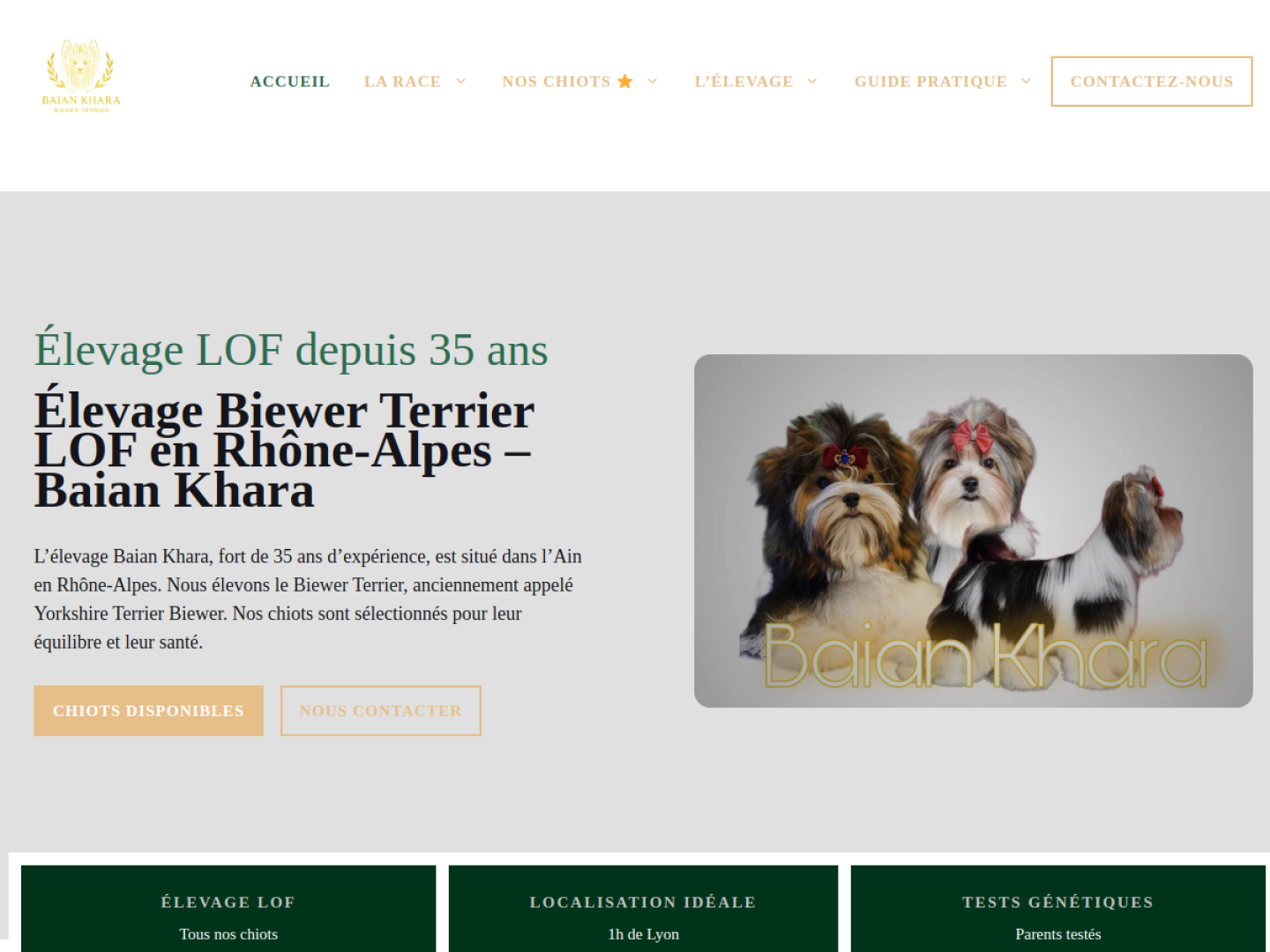 Biewer Terrier — Baïan Khara (biewerterrier.fr)