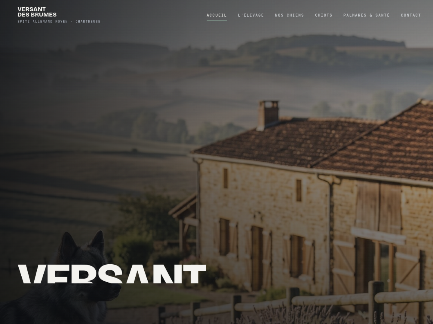Spitz nain — Le cinématographique (elevage-spitz-allemand.fr)