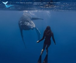 Majestic Whale Encounters