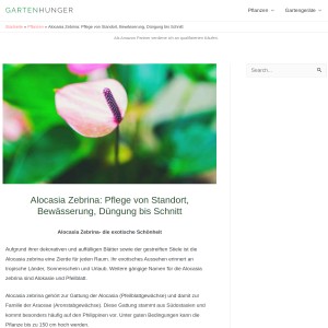 Alocasia Zebrina: Pflege von Standort, Bewässerung, Düngung bis Schnitt - Gart