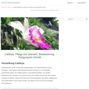 Cattleya: Pflege von Standort, Bewässerung, Düngung bis Schnitt