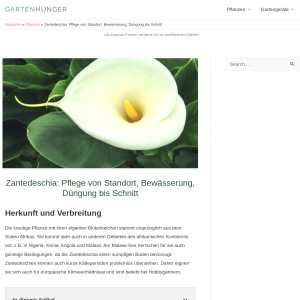 Zantedeschia: Pflege von Standort, Bewässerung, Düngung bis Schnitt