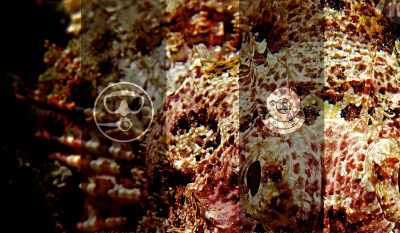 Debrecen - Czakó Búvár Kft.