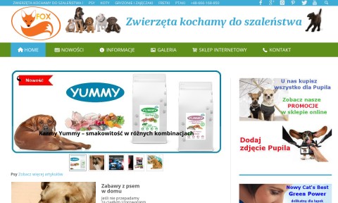 Karma dla kotów
