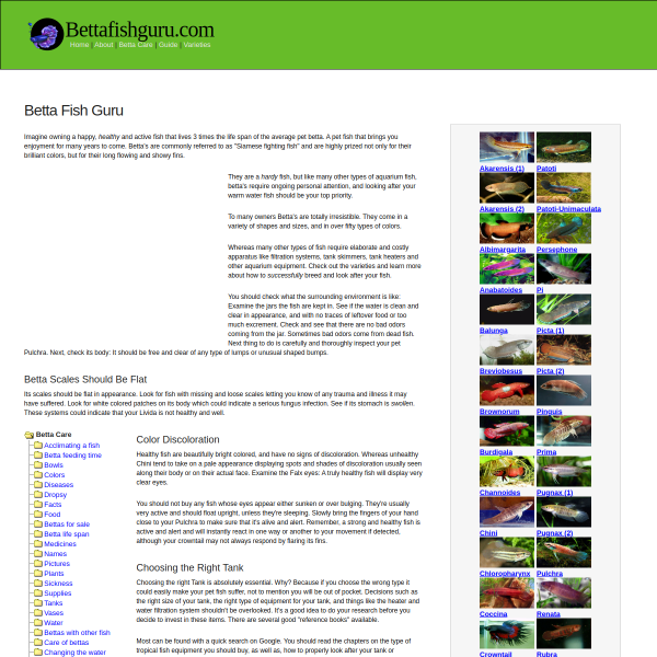 bettafishguru.com