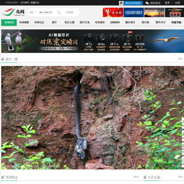 birdnet.cn