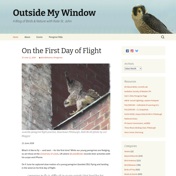 birdsoutsidemywindow.org