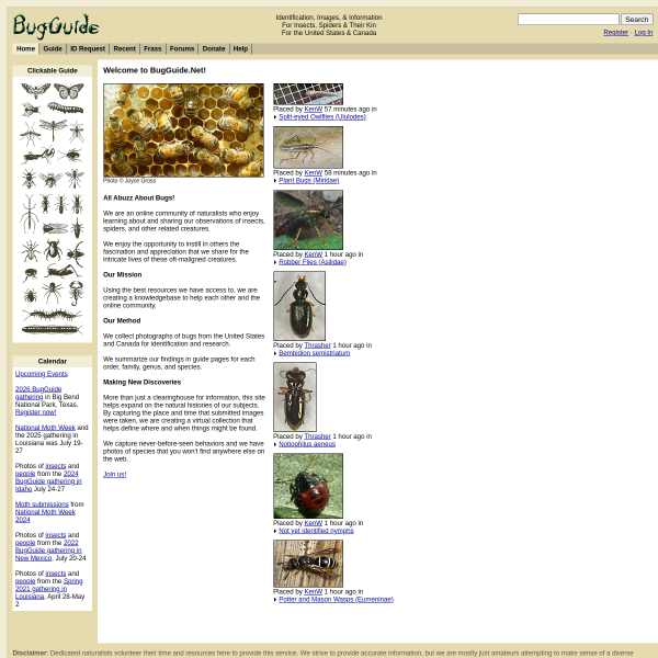bugguide.net