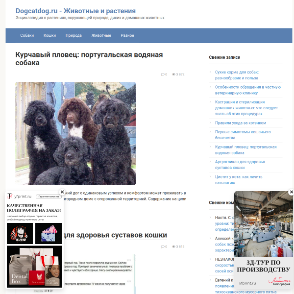 dogcatdog.ru