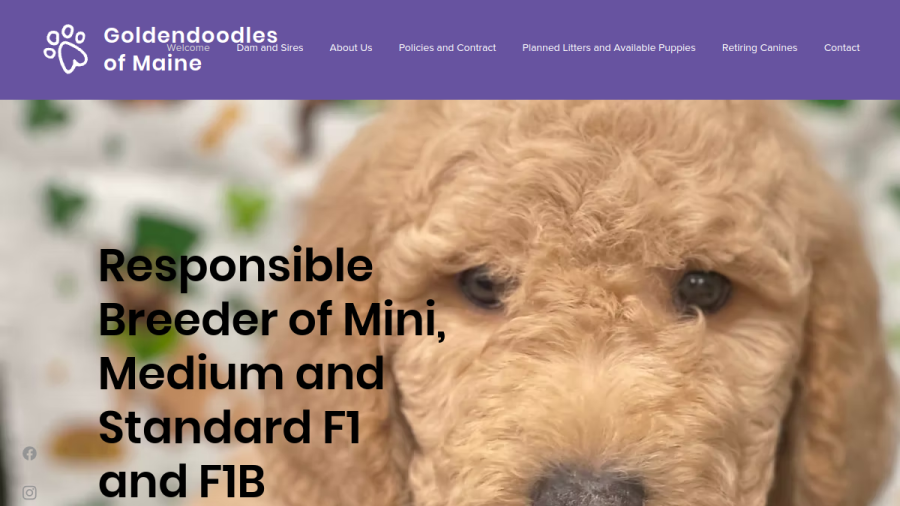 Screenshot of the Golden Doodles of Maine website