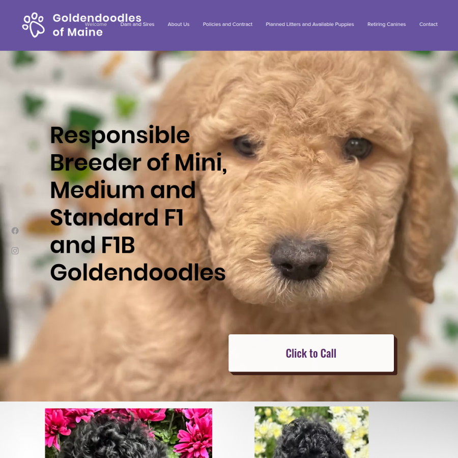 Screenshot of the Golden Doodles of Maine website
